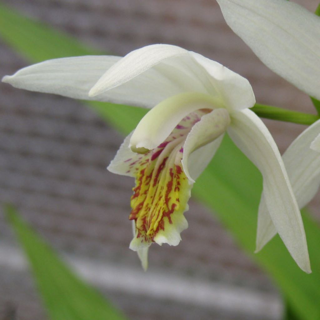 Bletilla striata Alba - Japanorchidee