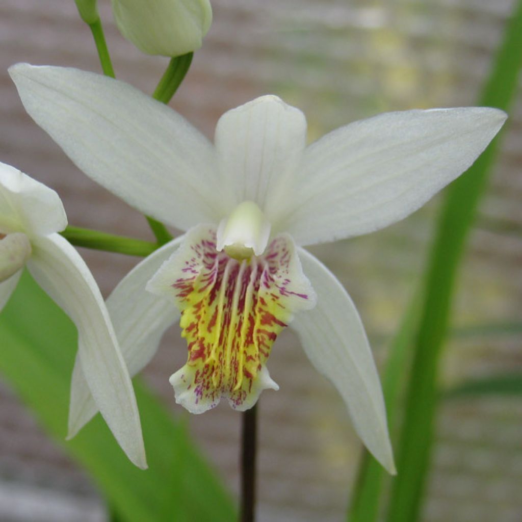 Bletilla striata Alba - Japanorchidee