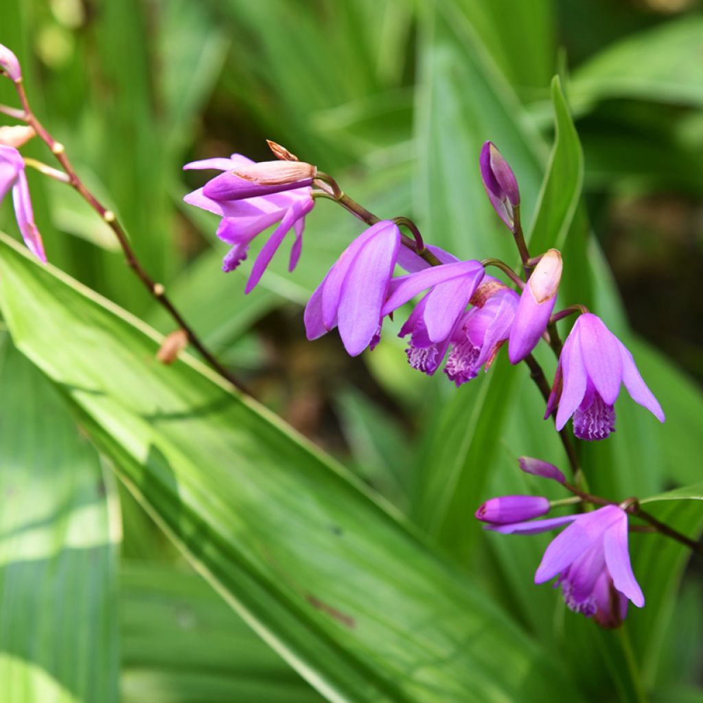 Bletilla striata Variegated - Japanorchidee