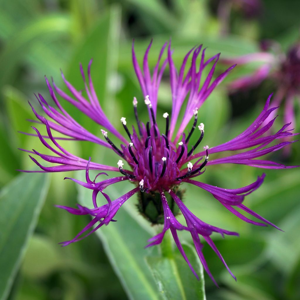 Bleuet des montagnes blanc et mauve - Centaurée montana Amethyst Dream