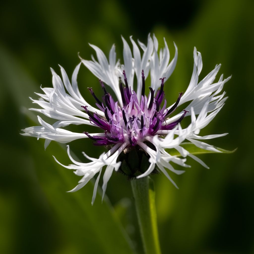 Bleuet des montagnes blanc et pourpre - Centaurée Purple Heart