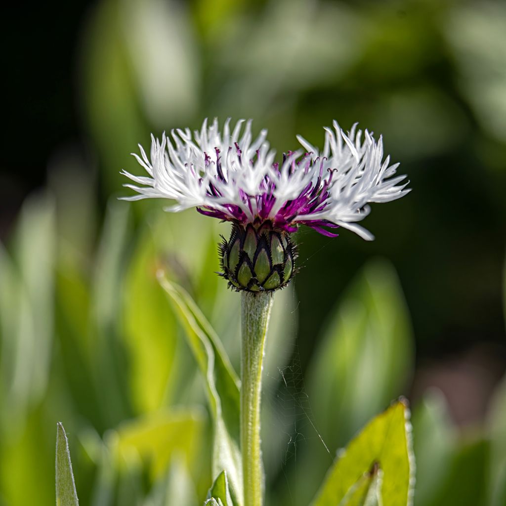 Berg-Flockenblume Purple Heart - Centaurea montana