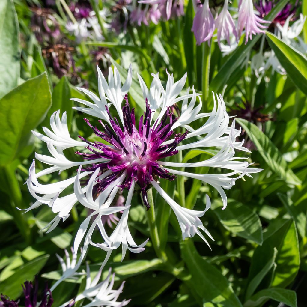 Berg-Flockenblume Purple Heart - Centaurea montana