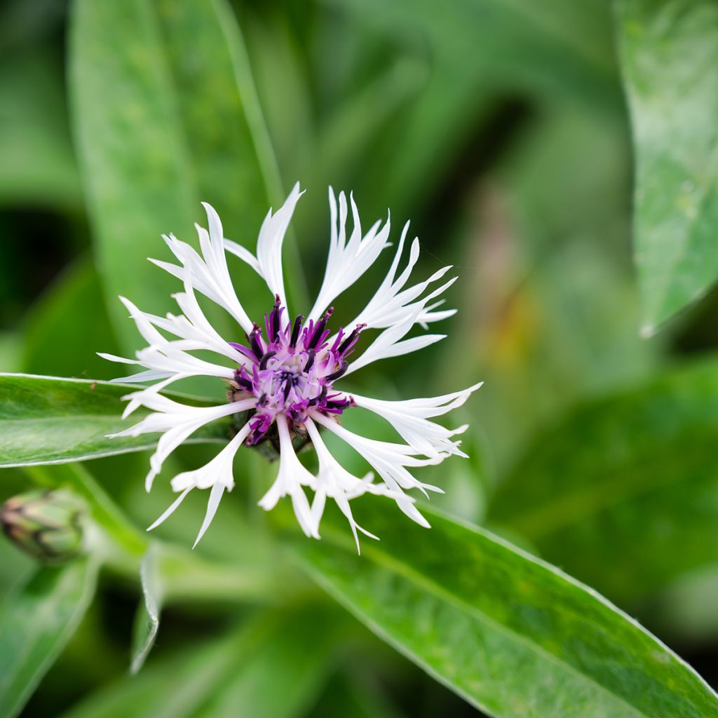 Berg-Flockenblume Purple Heart - Centaurea montana