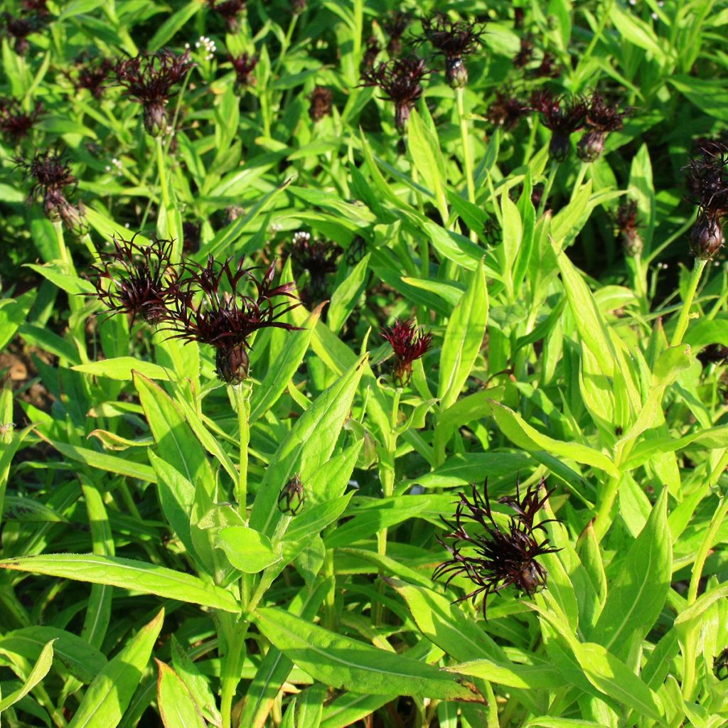 Berg-Flockenblume Black Sprite - Centaurea montana