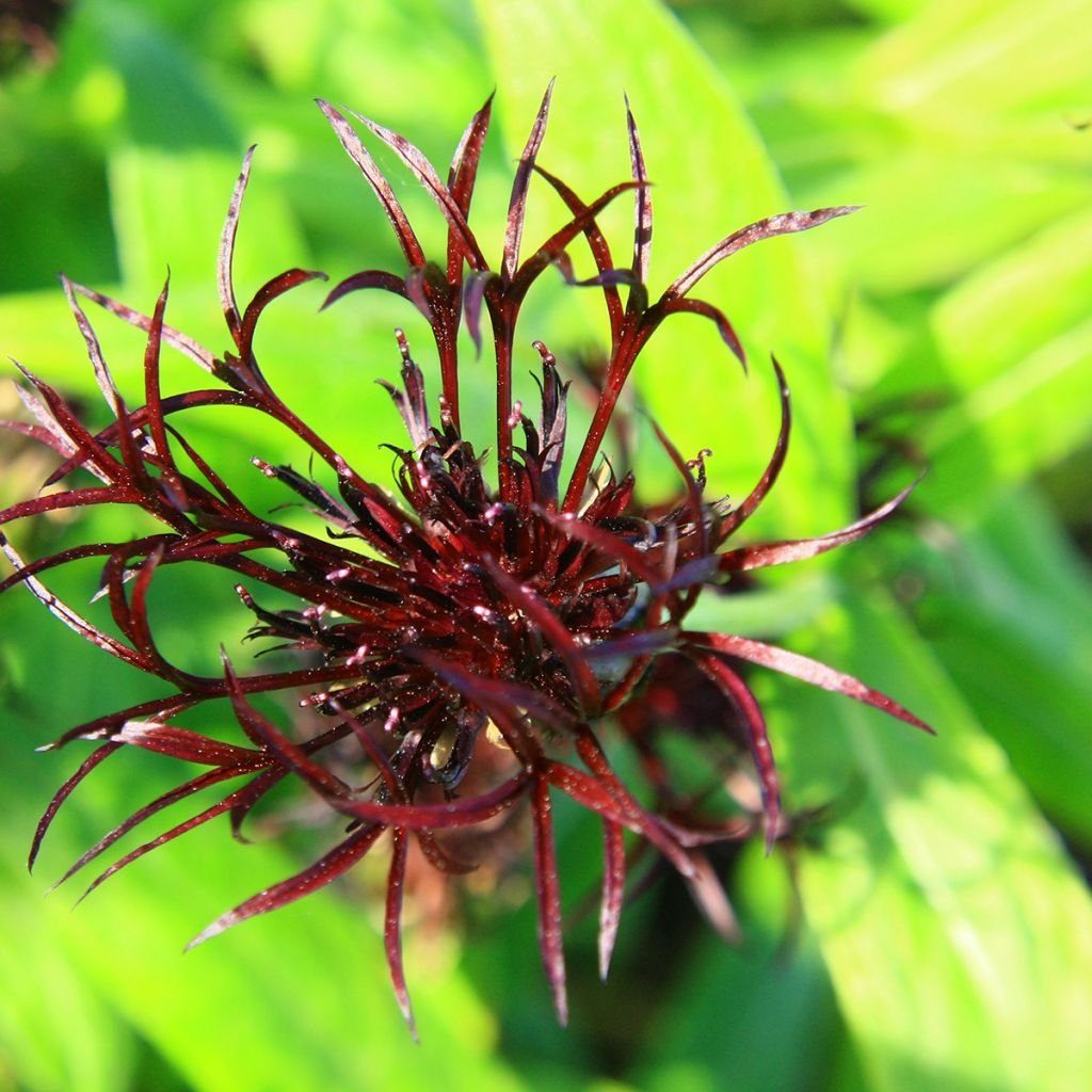 Berg-Flockenblume Black Sprite - Centaurea montana