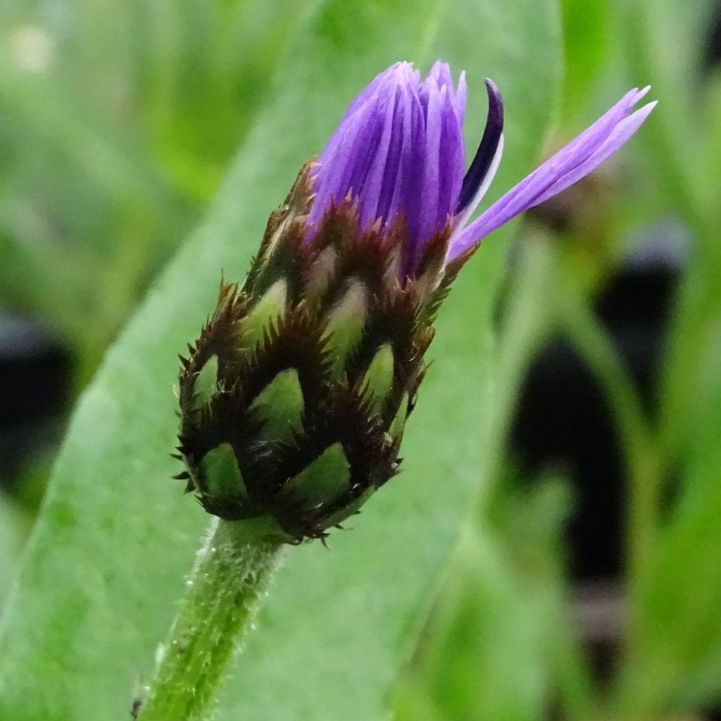 Bleuet des montagnes rose - Centaurée Carnea