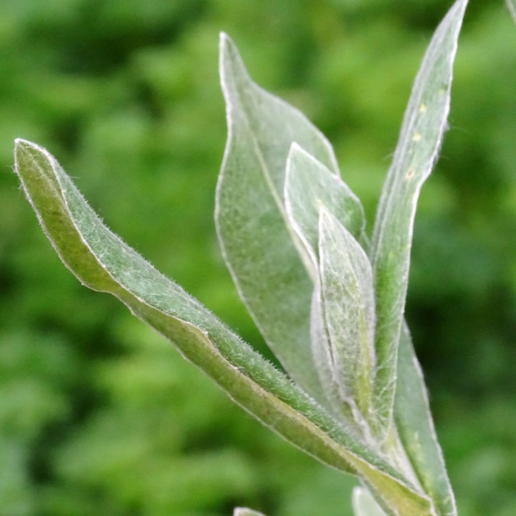 Bleuet des montagnes rose - Centaurée Carnea