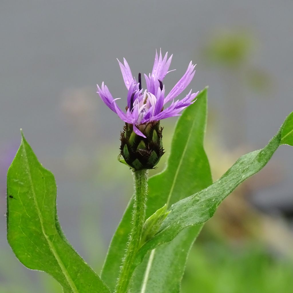 Bleuet des montagnes rose - Centaurée Carnea