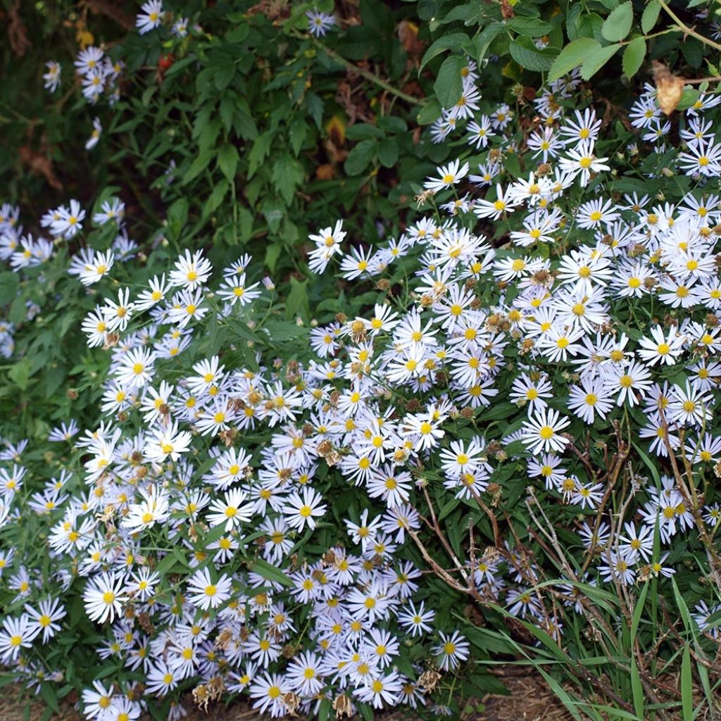 Boltonia asteroides Latisquama - Scheinaster