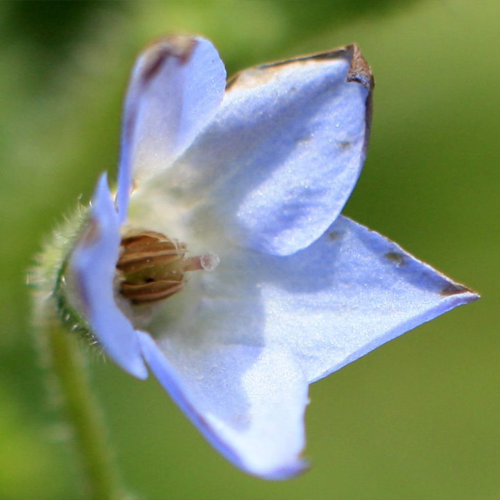 Zwerg-Borretsch - Borago pygmaea