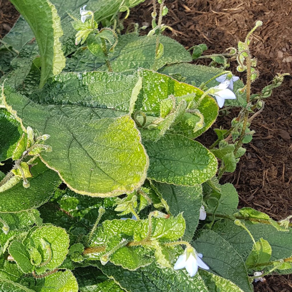 Borago pygmaea - Bourrache vivace naine