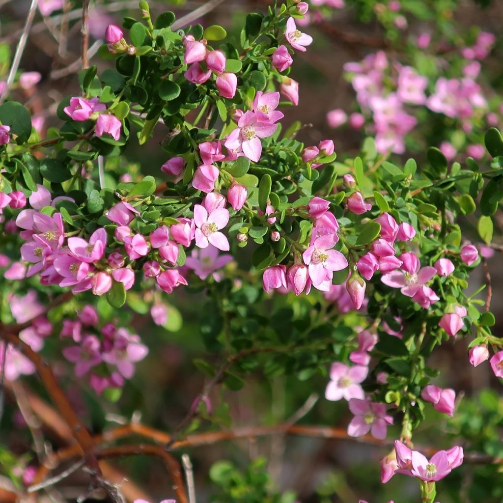 Boronia crenulata Shark Bay