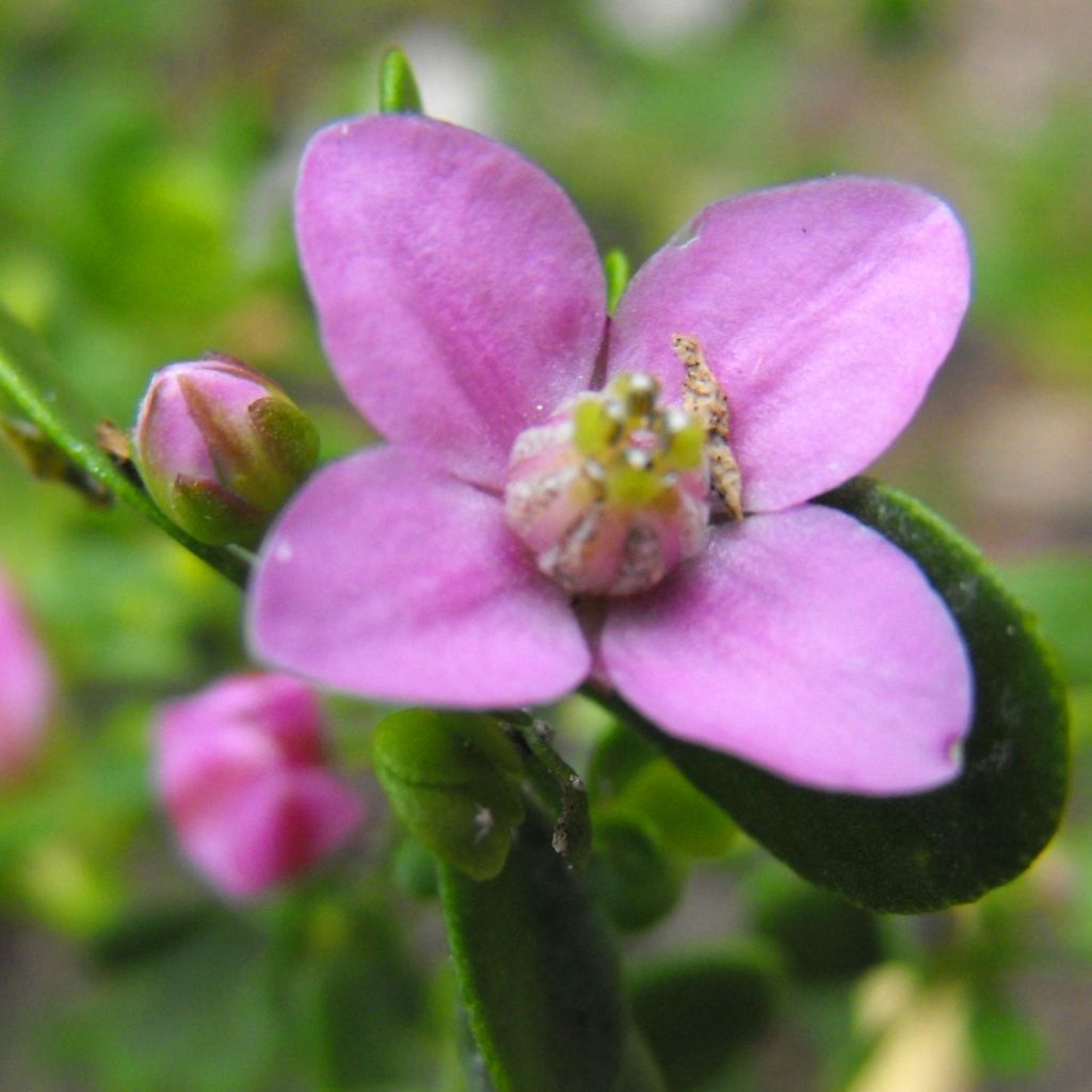 Boronia crenulata Shark Bay