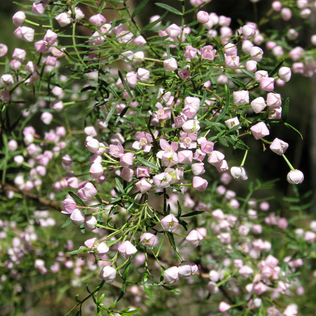 Boronia pinnata var. muelleri - Boronie forestière