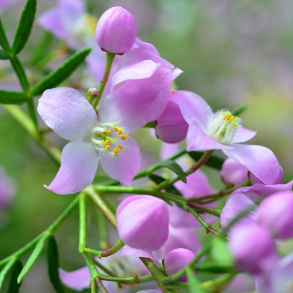 Boronia pinnata var. muelleri