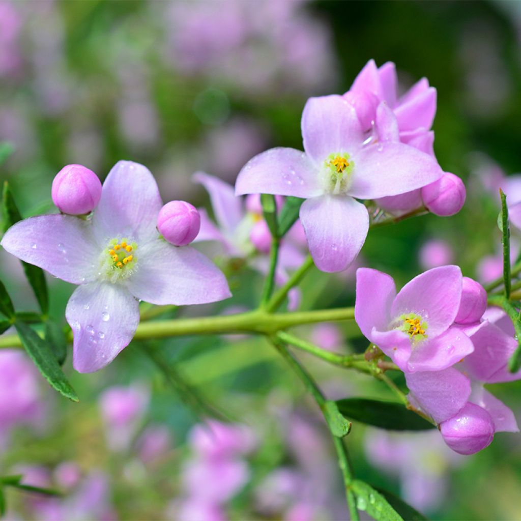 Boronia pinnata var. muelleri - Boronie forestière