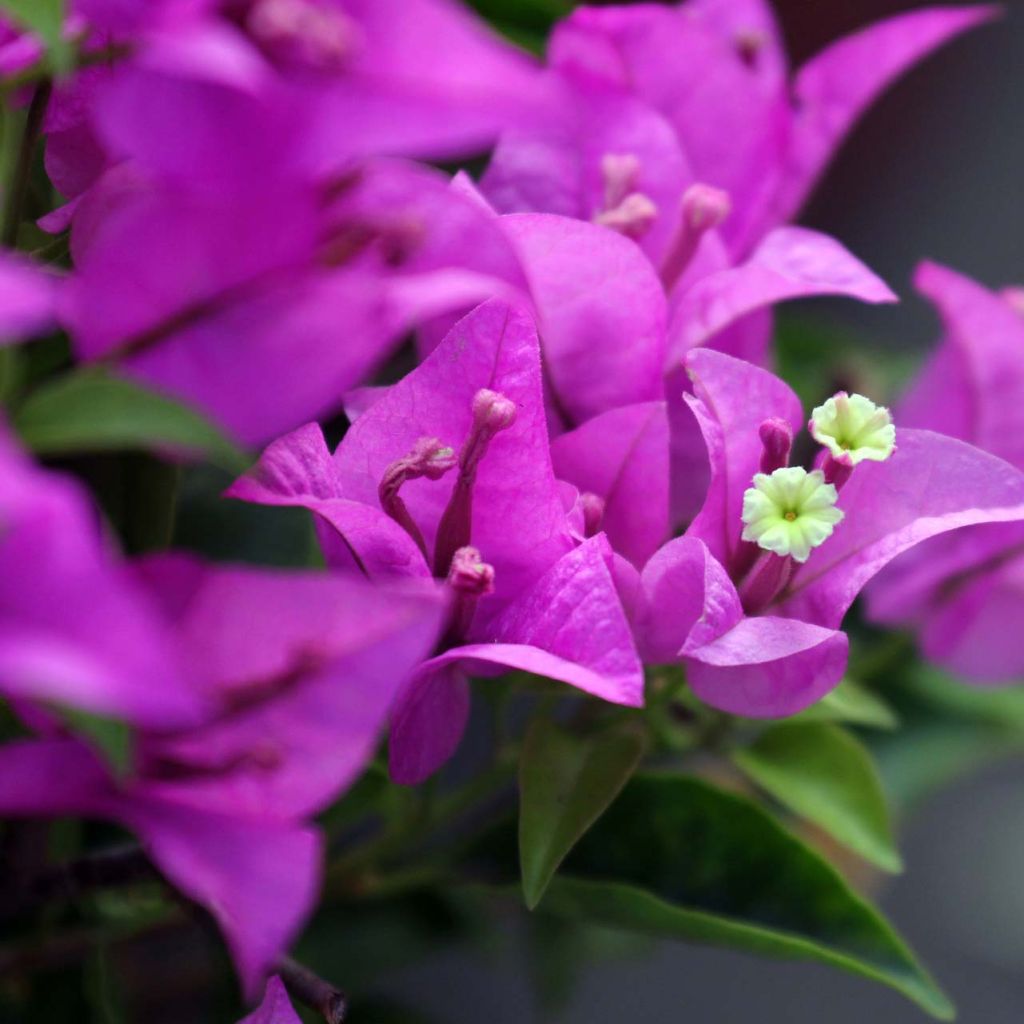 Bougainvillea Violet de mèze - Drillingsblume