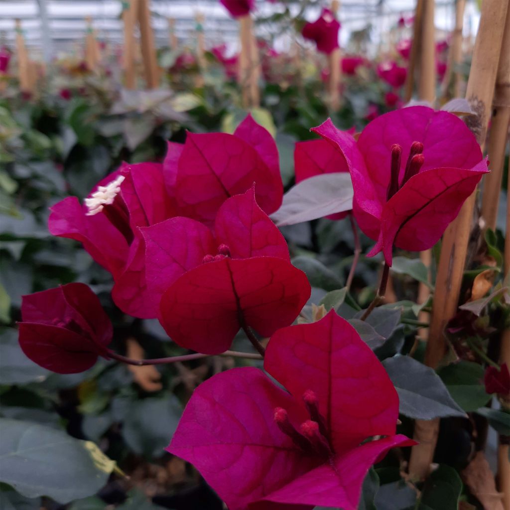 Bougainvillea spectabilis Pourpre violacé - Drillingsblume