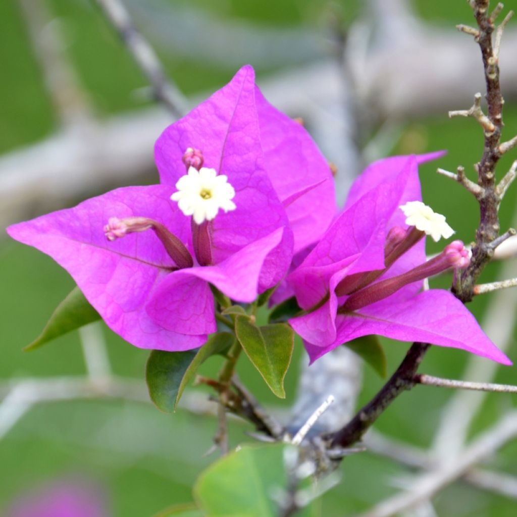 Bougainvillea Violet de mèze - Drillingsblume