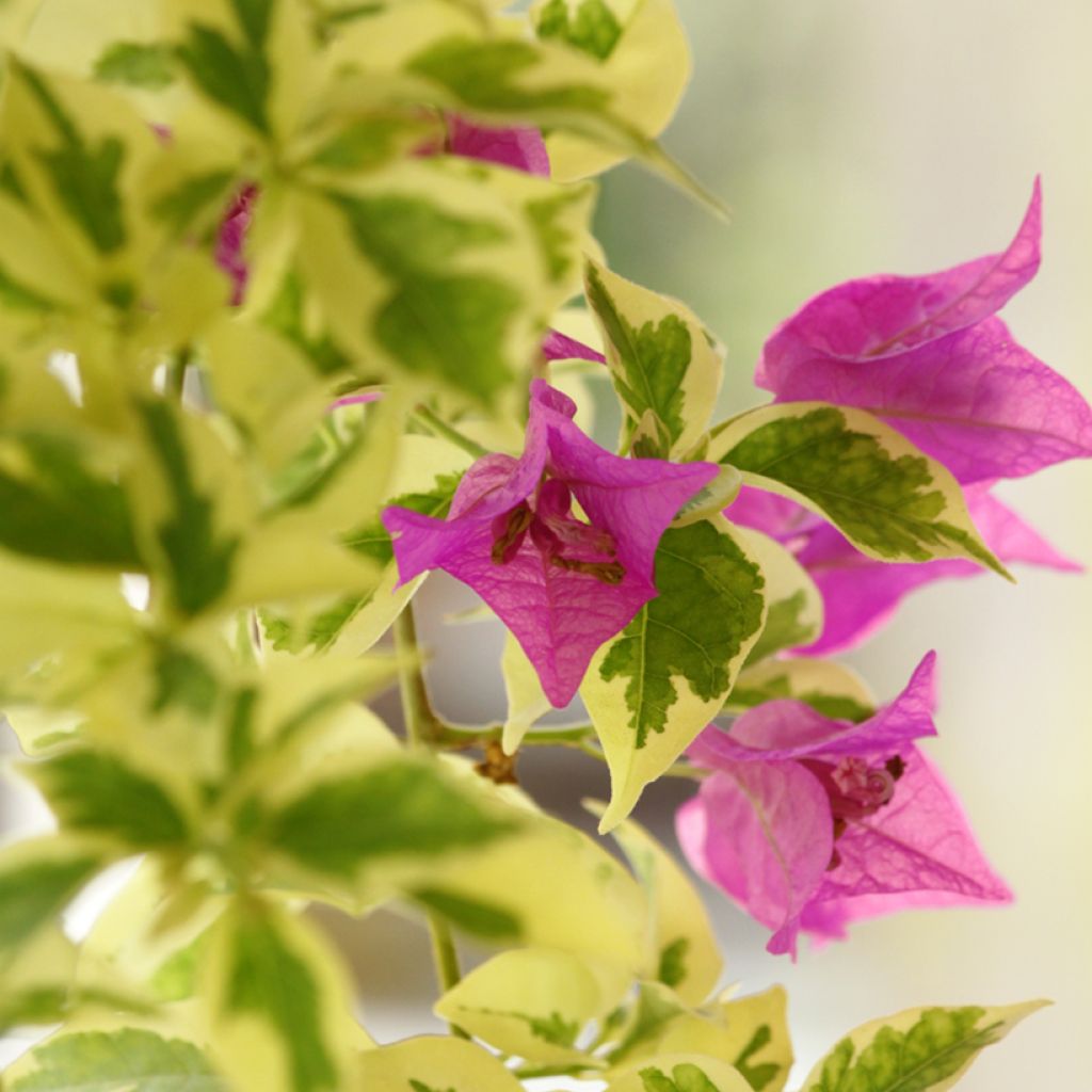 Bougainvillea glabra Variegata - Kahle Drillingsblume