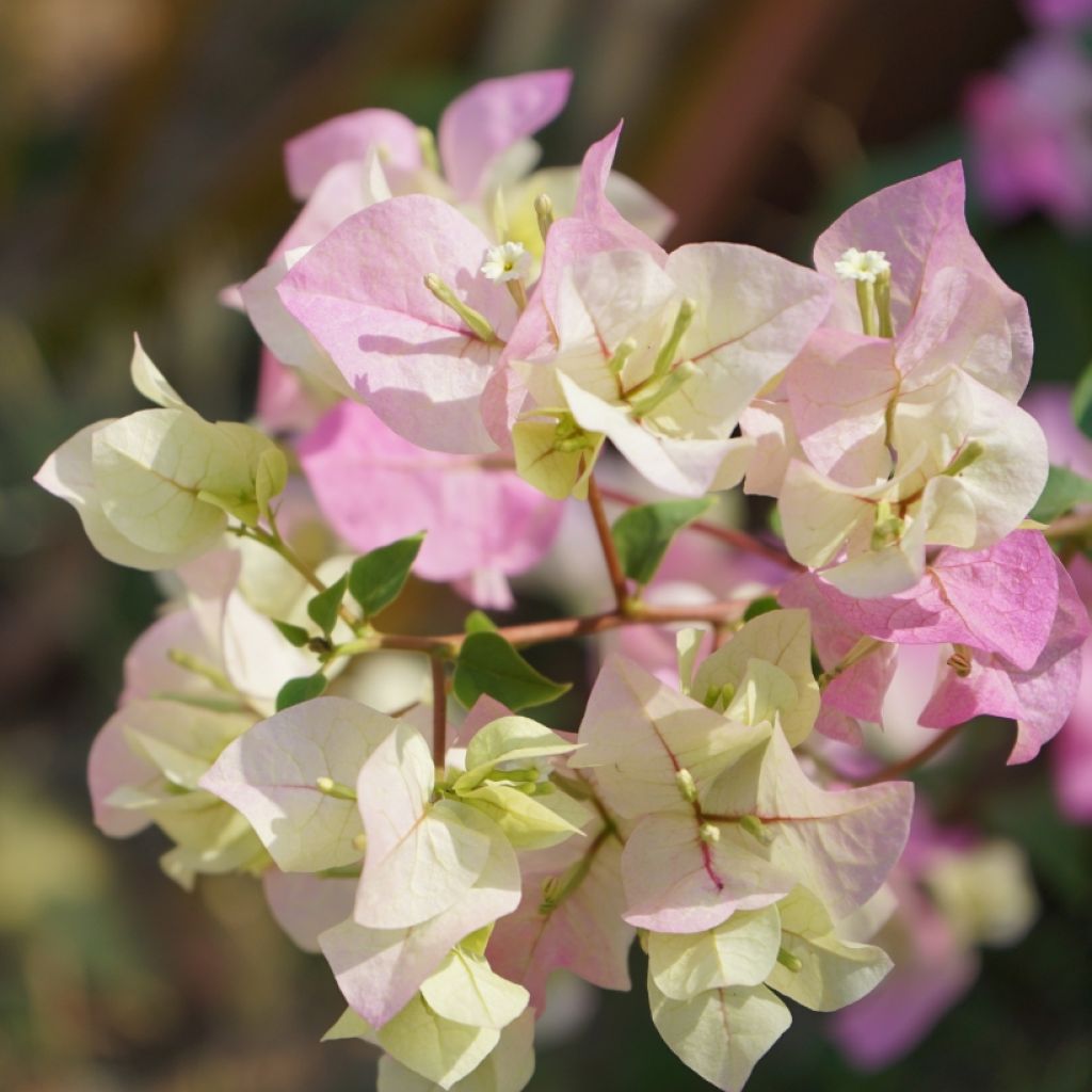 Bougainvillea spectabilis Pink-White - Drillingsblume