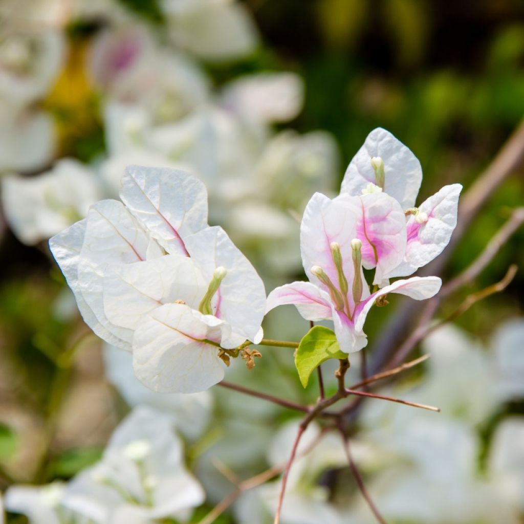 Bougainvillea spectabilis Pink-White - Drillingsblume