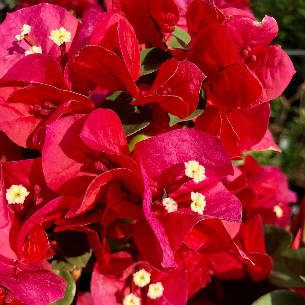 Bougainvillea spectabilis Dark Red - Drillingsblume