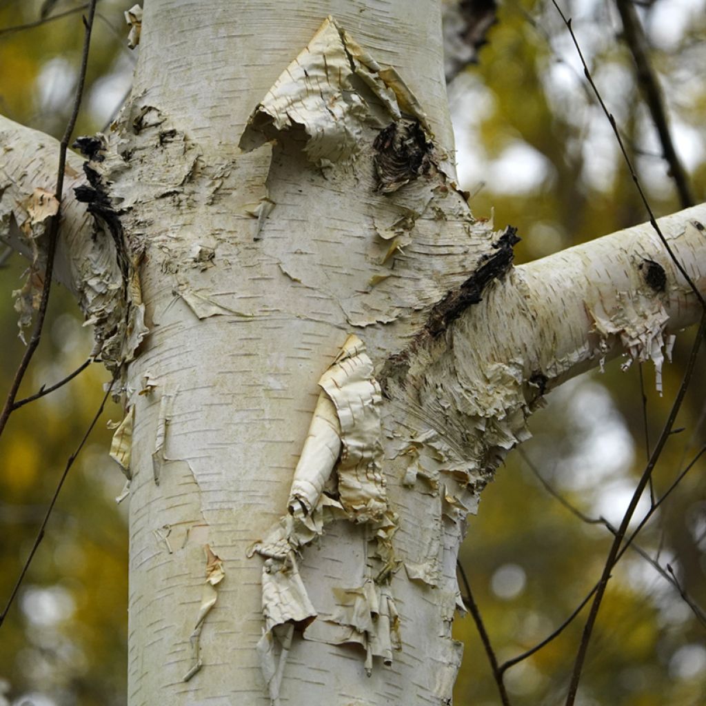 Betula utilis var. jacquemontii Doorenbos - Weißrindige Himalaya-Birke