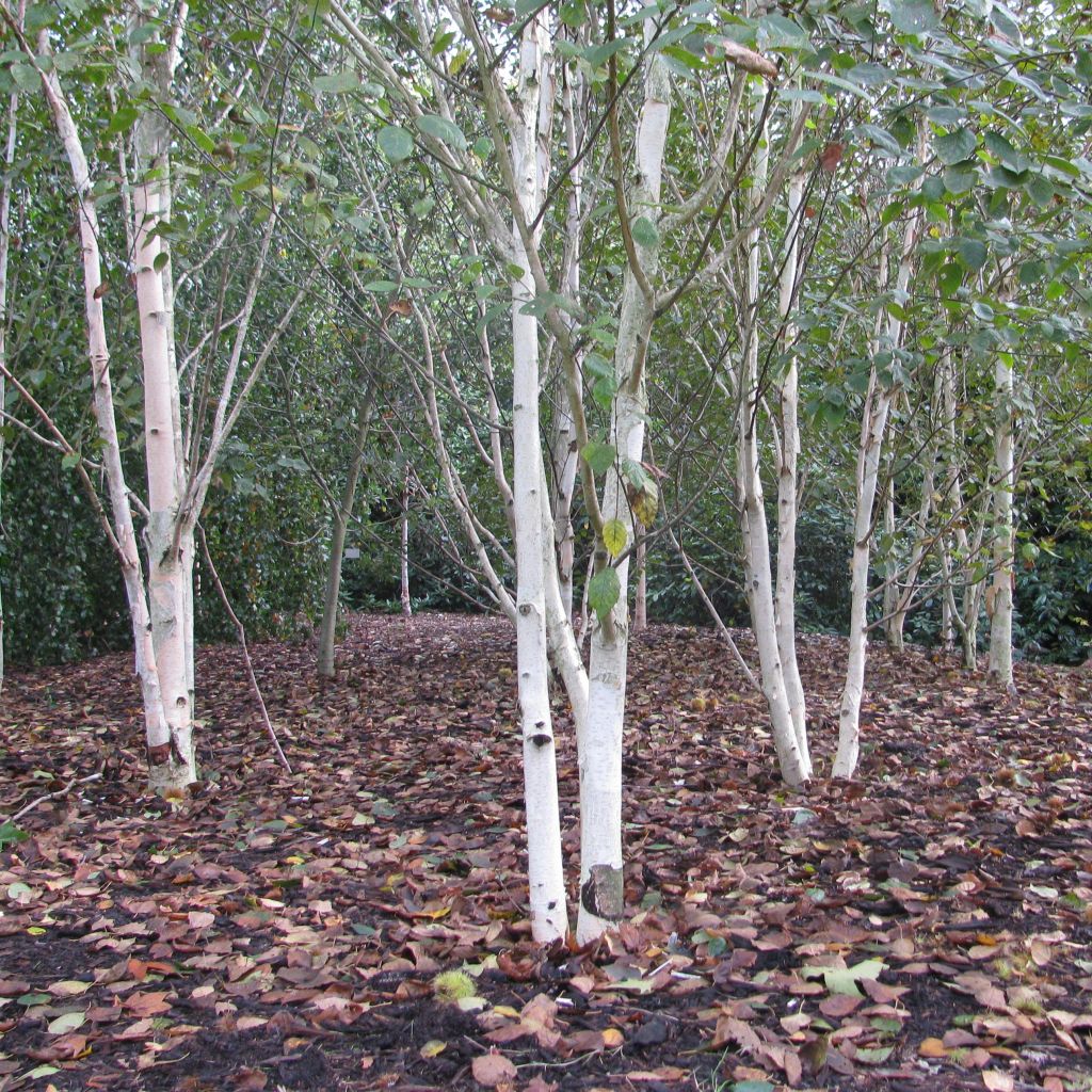 Betula utilis var. jacquemontii Doorenbos - Weißrindige Himalaya-Birke