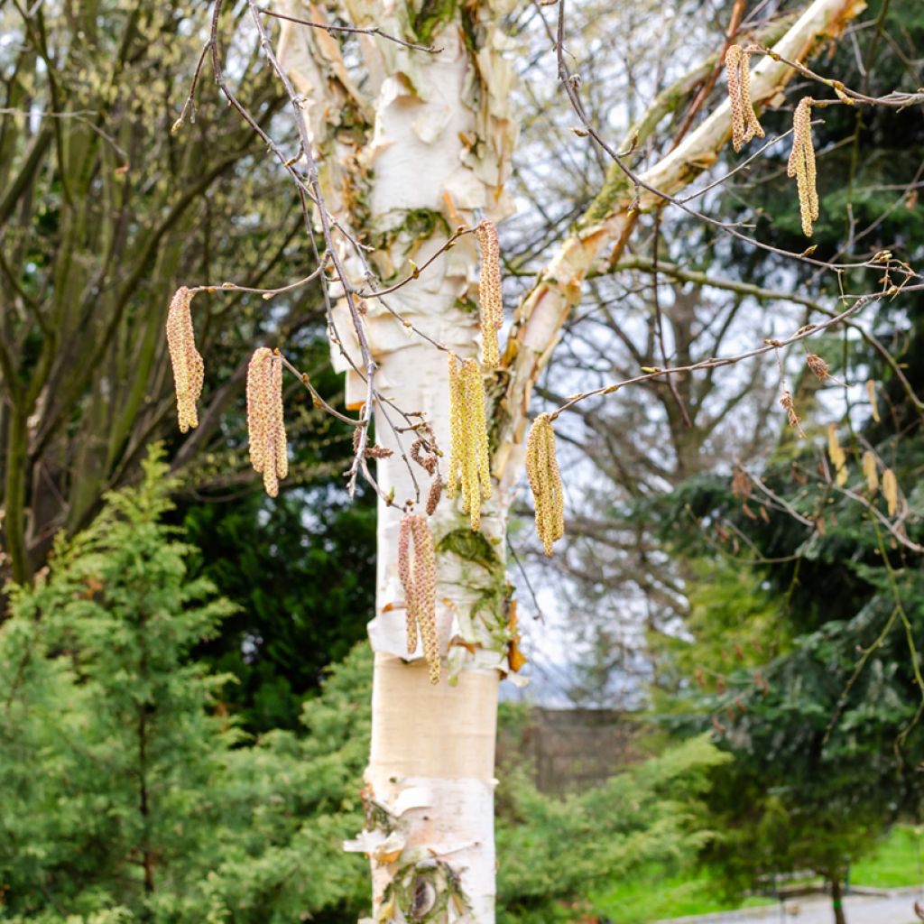 Betula albosinensis Fascination - Rote China-Birke