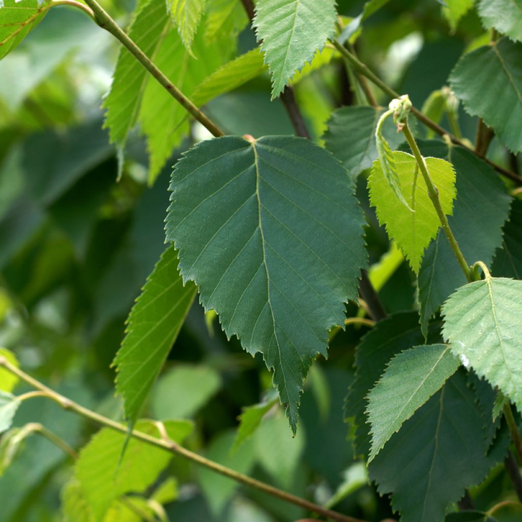 Betula albosinensis Fascination - Rote China-Birke