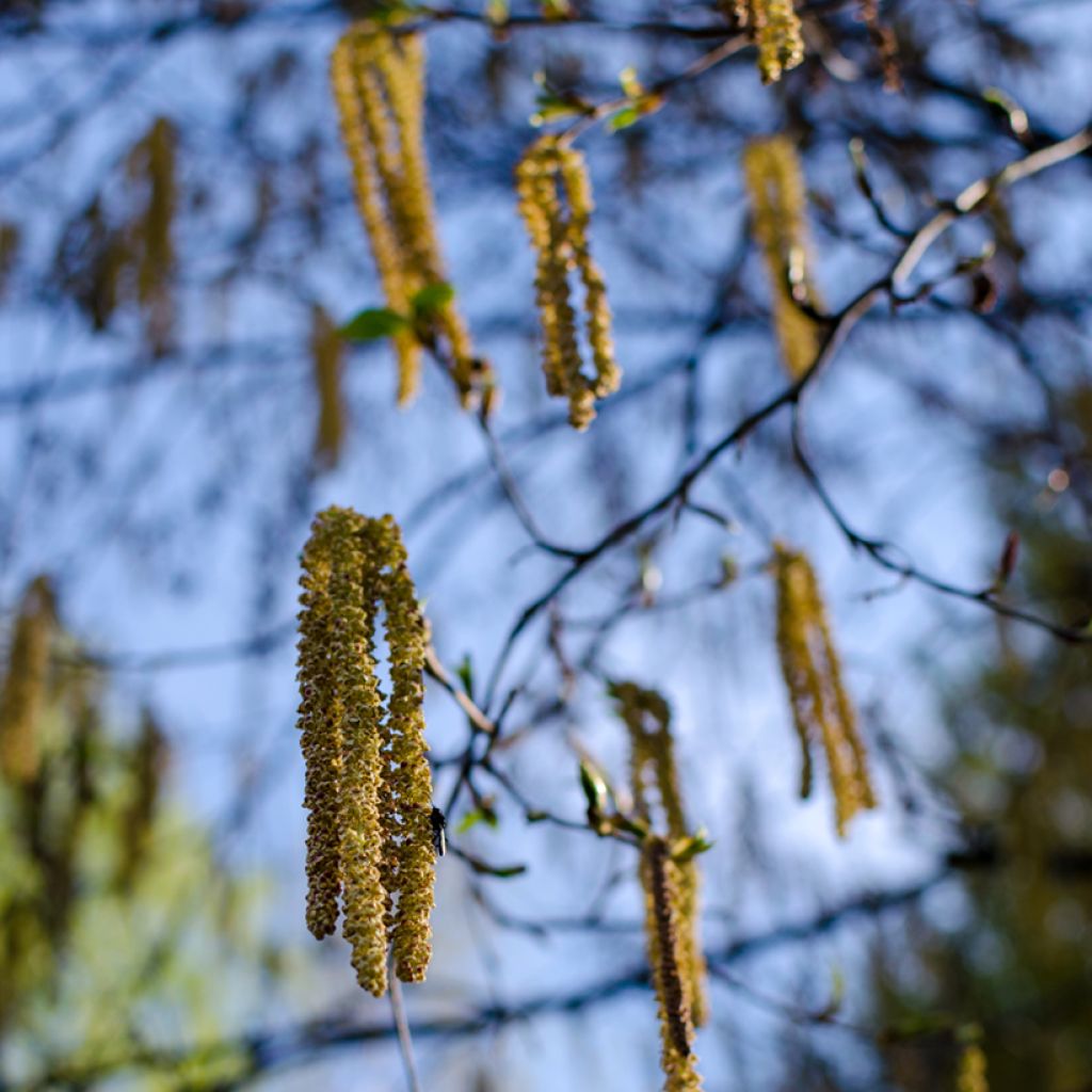 Betula albosinensis Fascination - Rote China-Birke