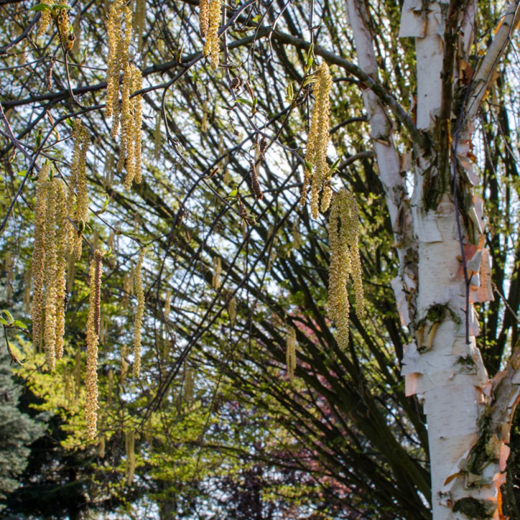 Betula albosinensis Fascination - Rote China-Birke