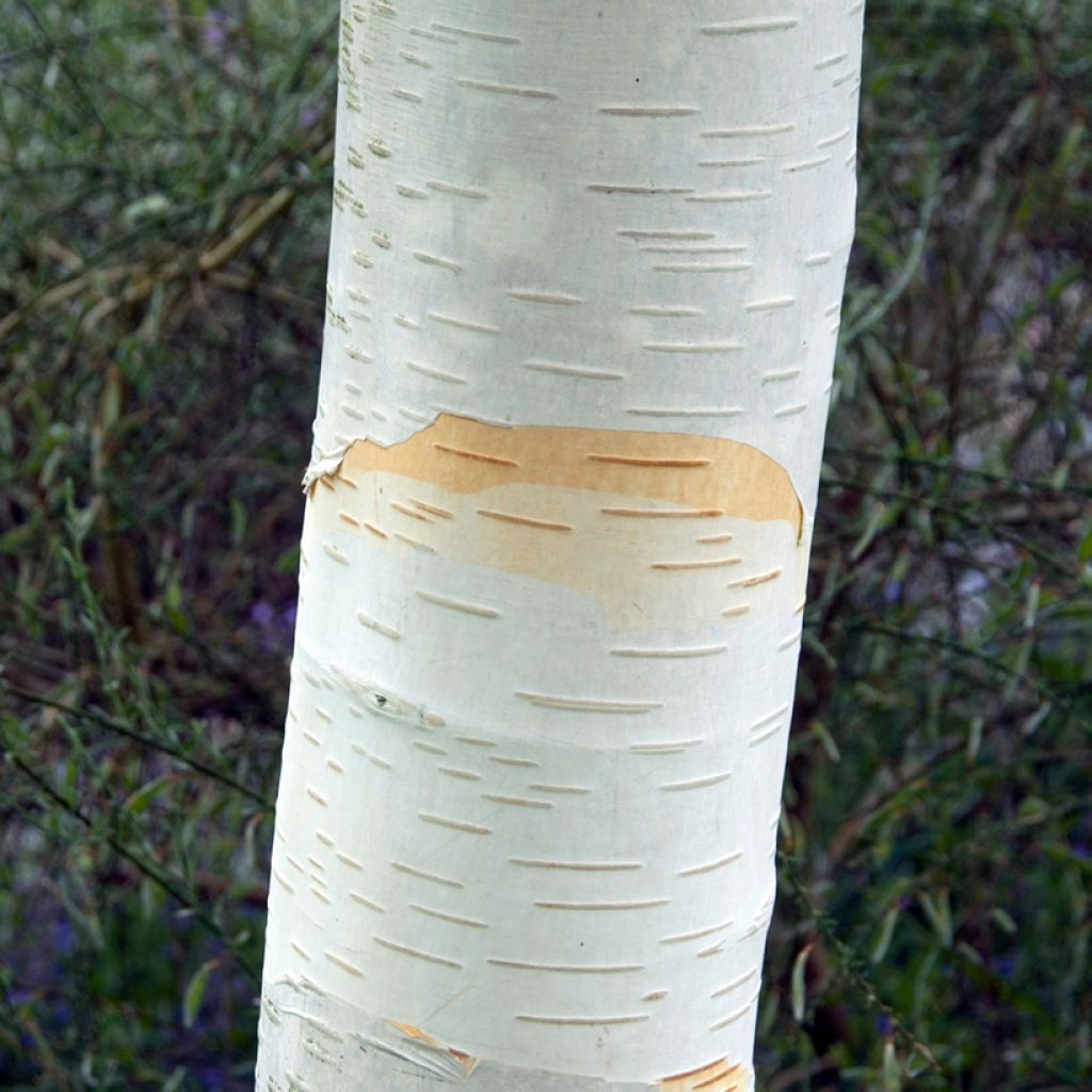 Betula utilis var. jacquemontii - Himalaya-Birke