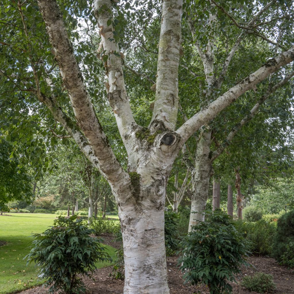 Betula utilis var. jacquemontii - Himalaya-Birke