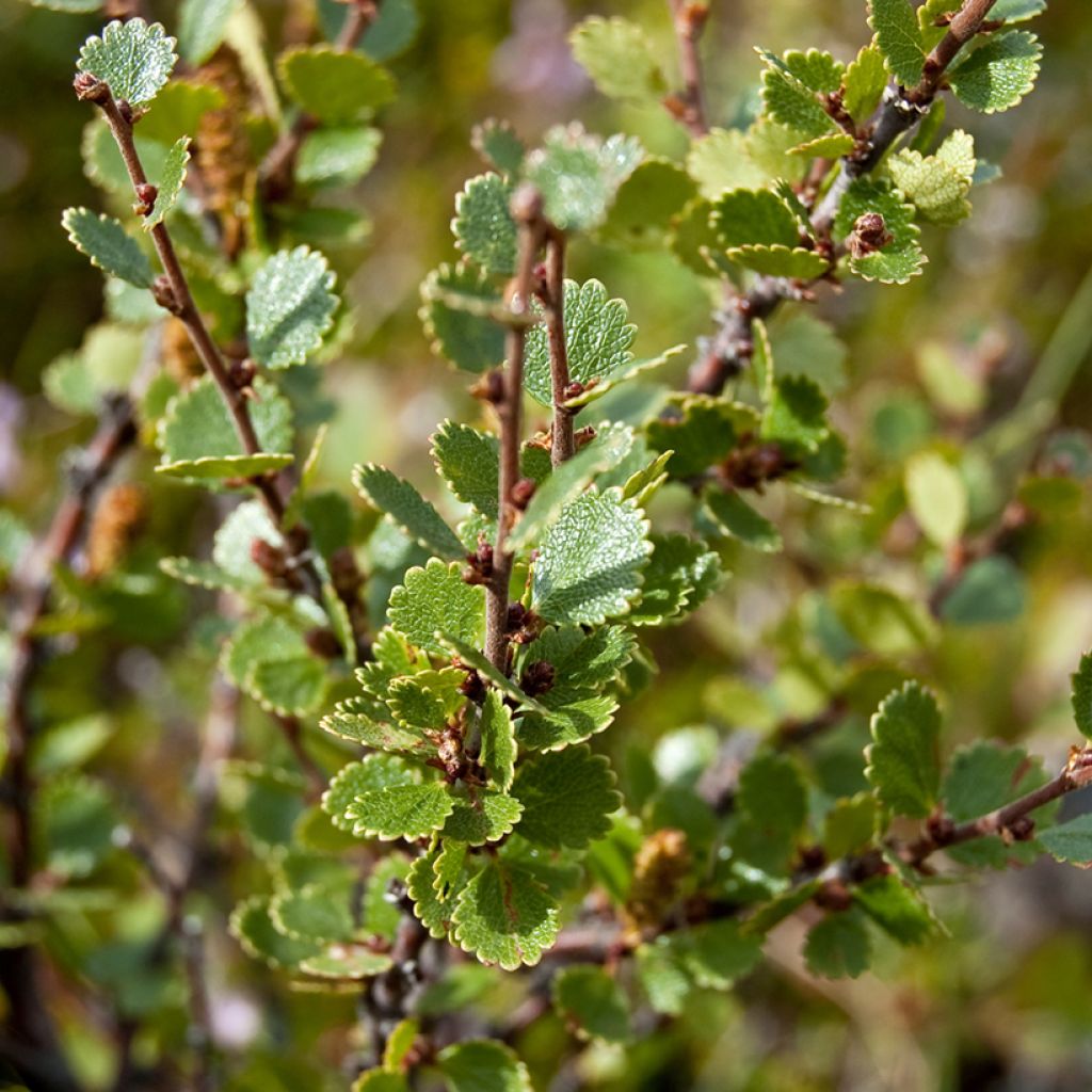 Betula nana - Zwerg-Birke