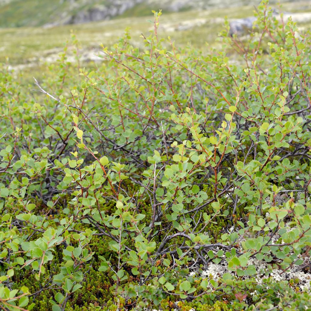 Betula nana - Zwerg-Birke