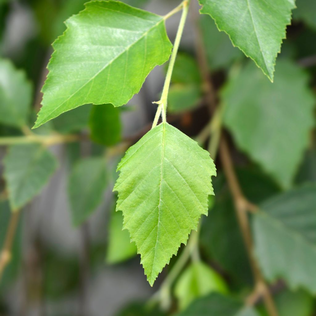 Betula nigra Summer Cascade - Schwarz-Birke