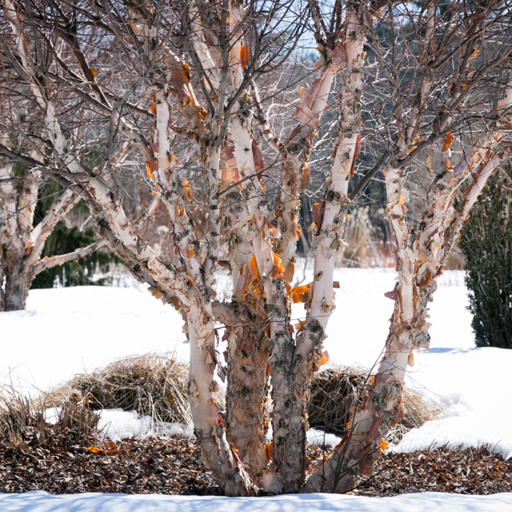 Betula nigra - Schwarz-Birke