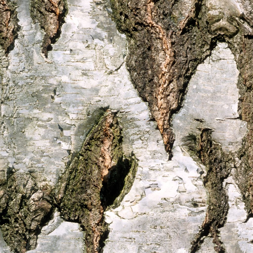 Betula pendula Crispa - Hänge-Birke