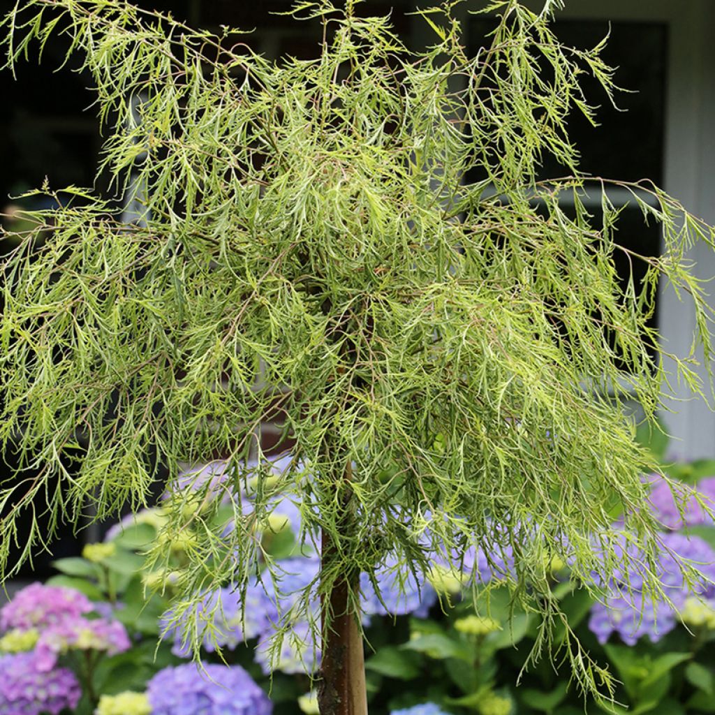 Betula pendula Karaca - Hänge-Birke