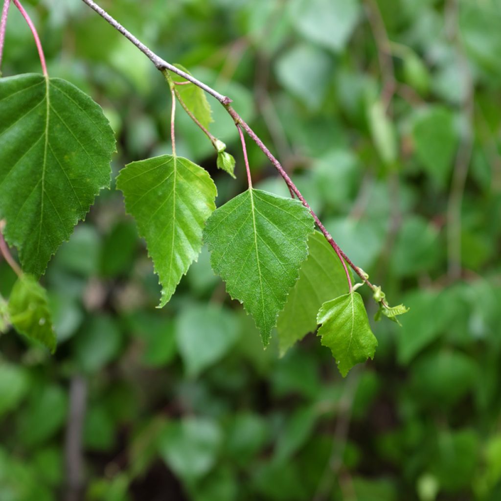 Betula pendula Youngii - Hänge-Birke