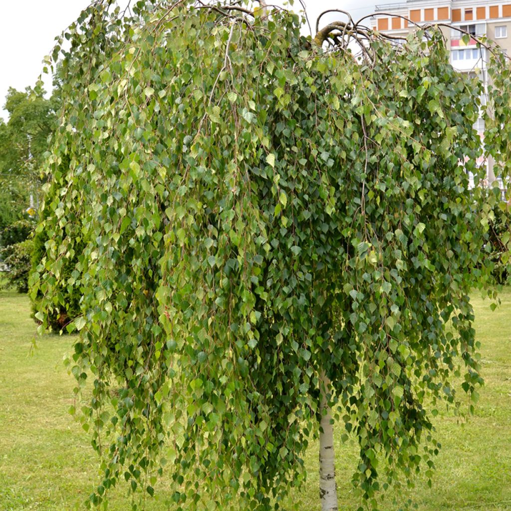 Betula pendula Youngii - Hänge-Birke