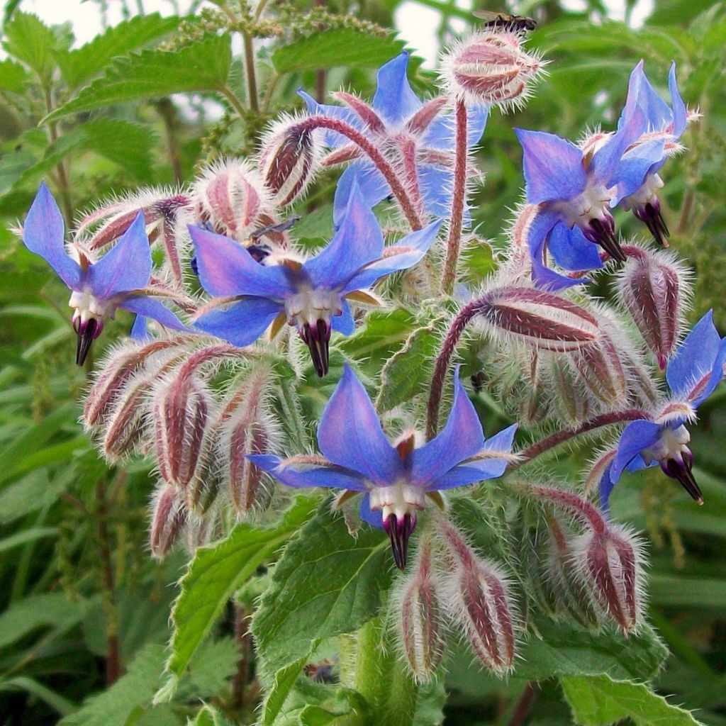 Borretsch Bio - Borago officinalis