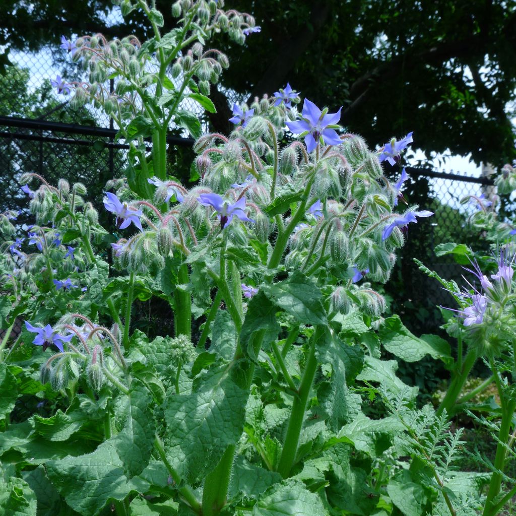 Borretsch Bio - Borago officinalis