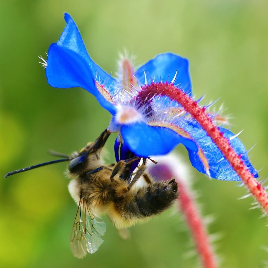 Borretsch Bio - Borago officinalis