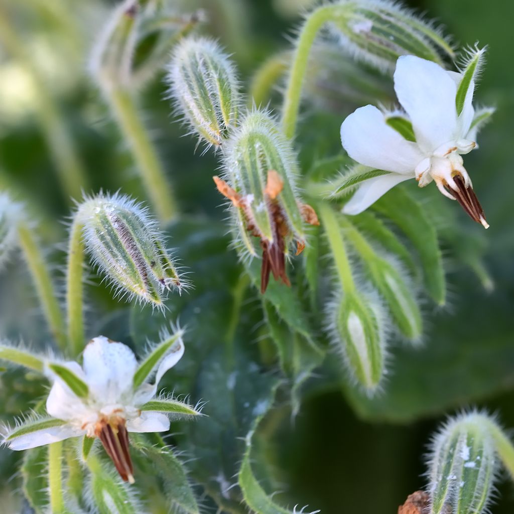 Borretsch Weisse - Borago officinalis