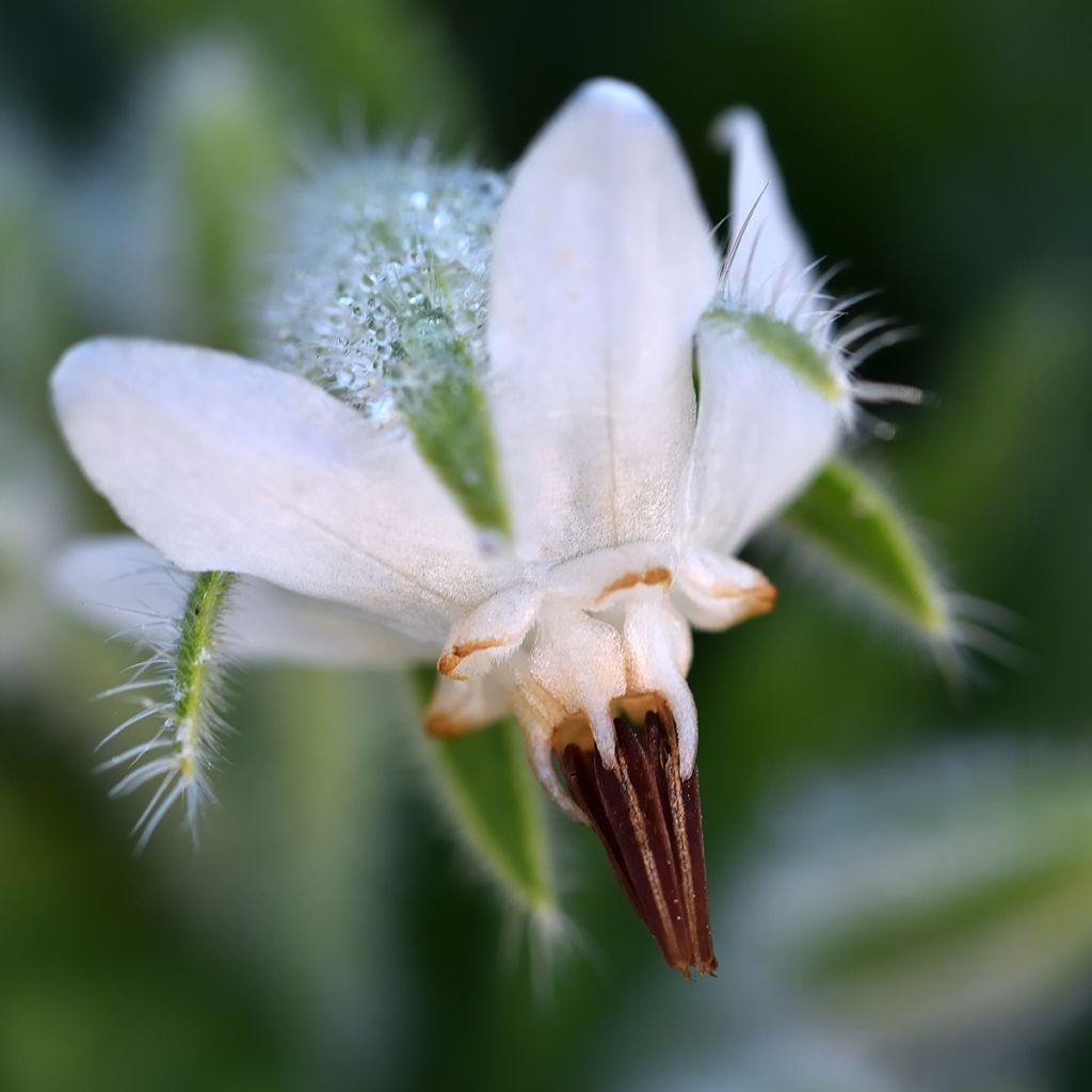 Borretsch Weisse - Borago officinalis