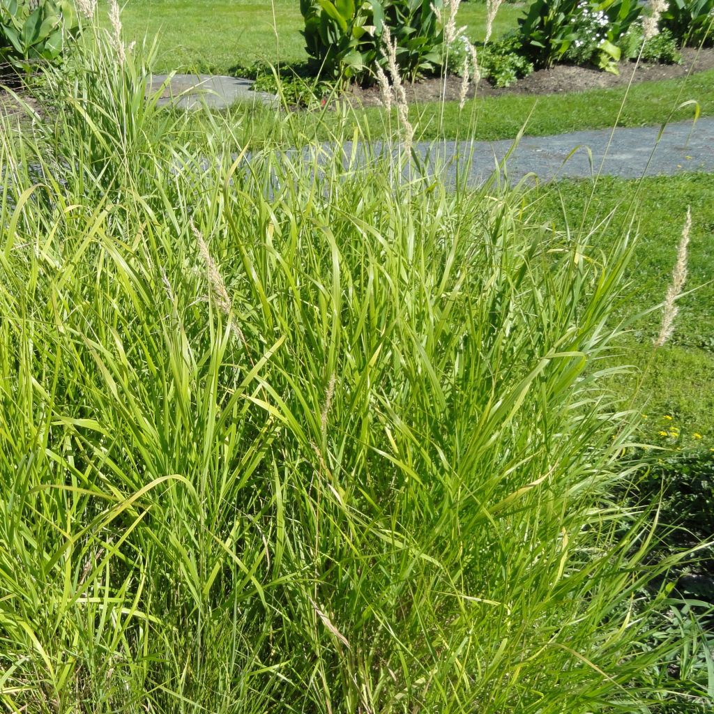 Bouteloua curtipendula - Hohes Haarschotengras